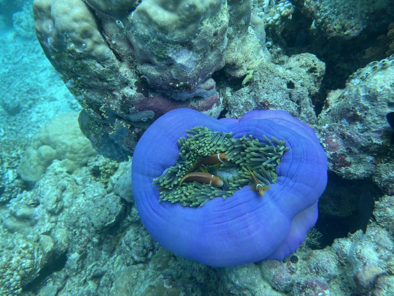 Mamello Beach Club Maldives Feridhoo Exterior foto